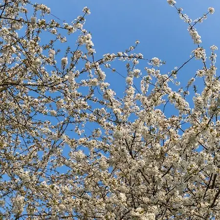 Bed & Breakfast Het Rentmeestershuis Eck en Wiel